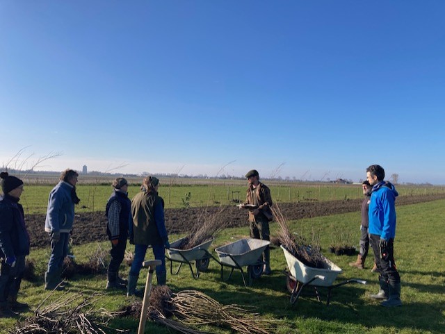 Tussenhagen planten