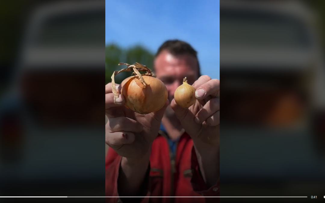 Uien, aardappels, eitjes, rabarber