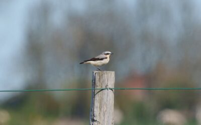 Vogels vieren feest