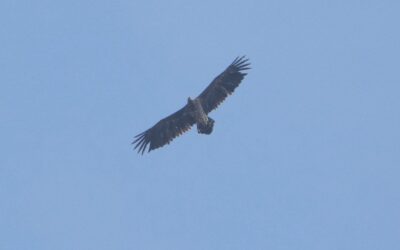 Een deur van een vogel!