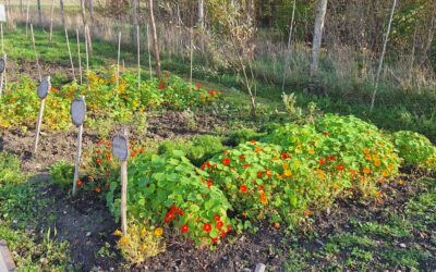 Bloemen, onkruid en opgehokte kippen