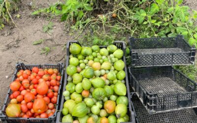 De allerlaatste tomaten