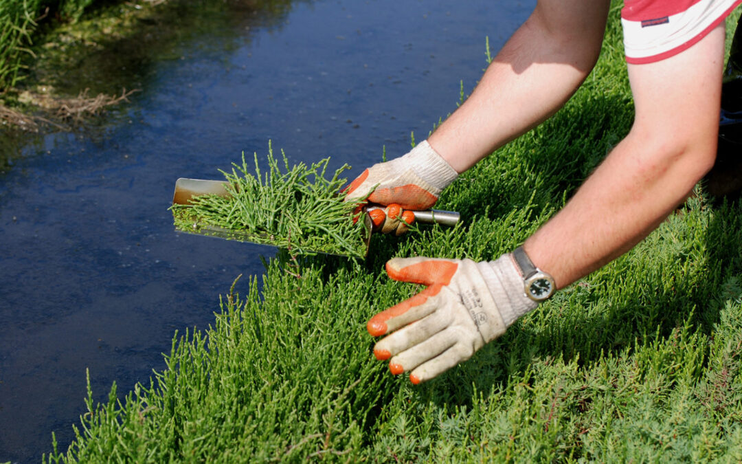 Thema-avond zilte groenten