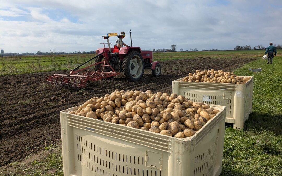 Aardappelen, droogte en regen